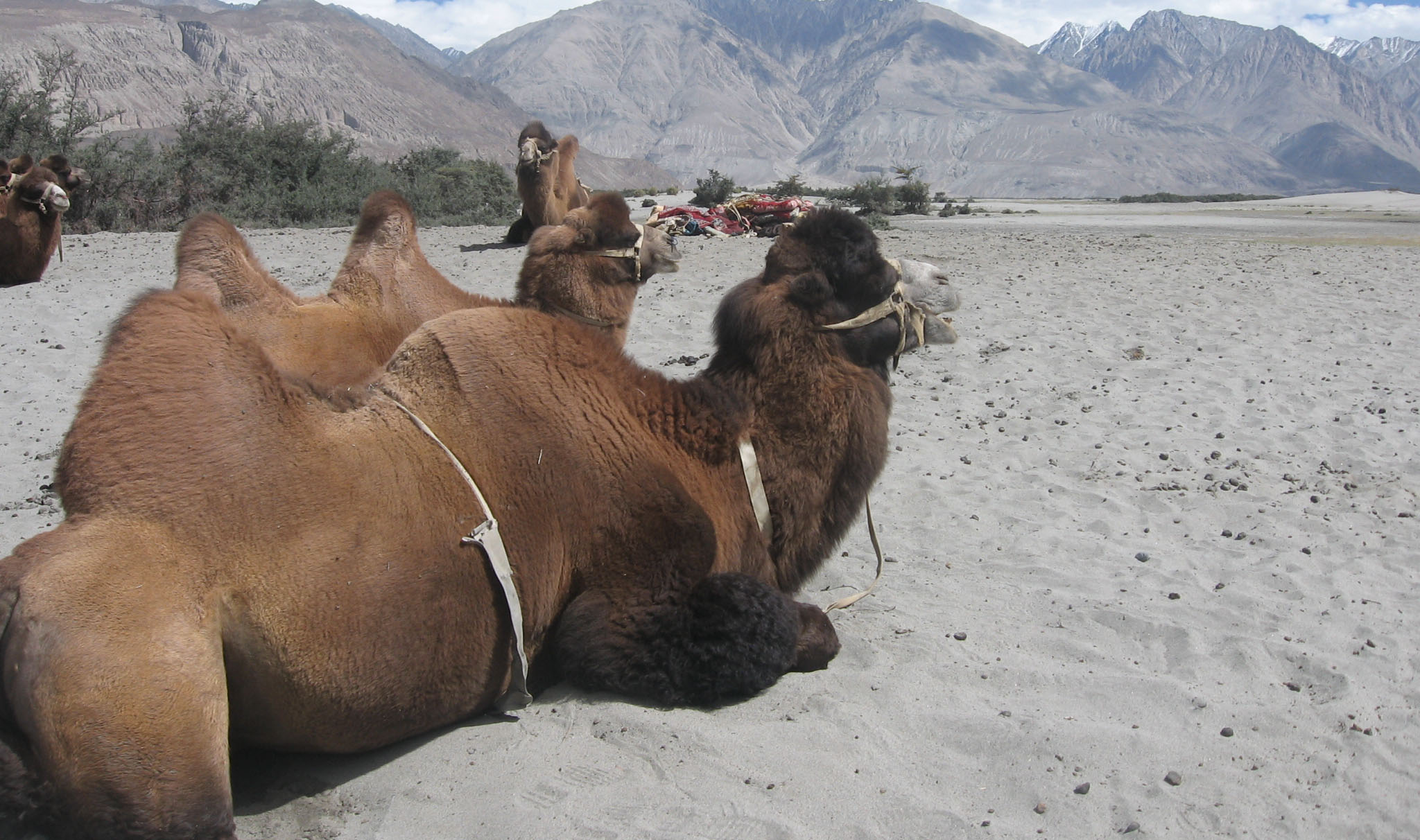 ladakh family tour packages